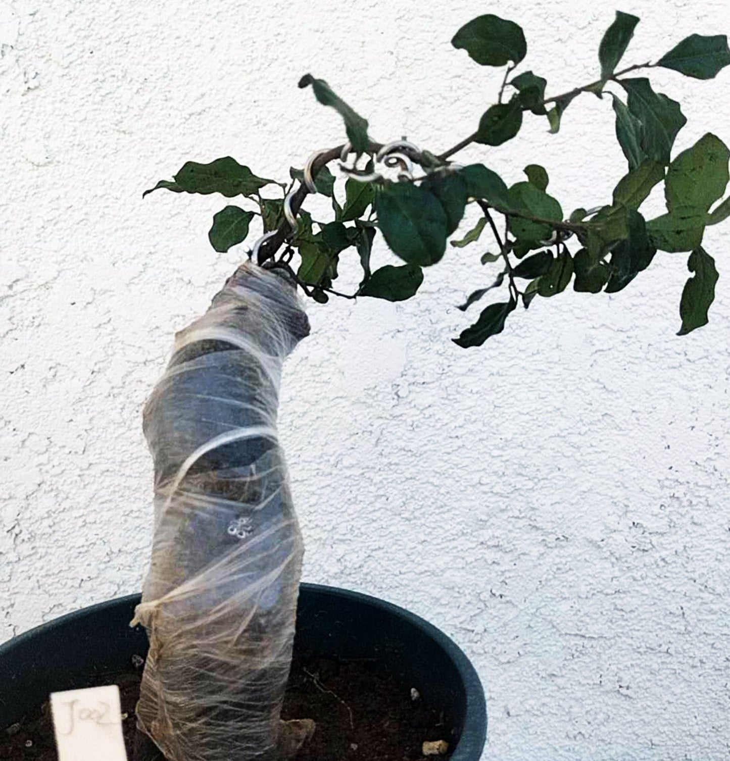 Diospyros armata Bonsai 金弹子 evergreen JinDanZi  stump bonsai J002 without pot