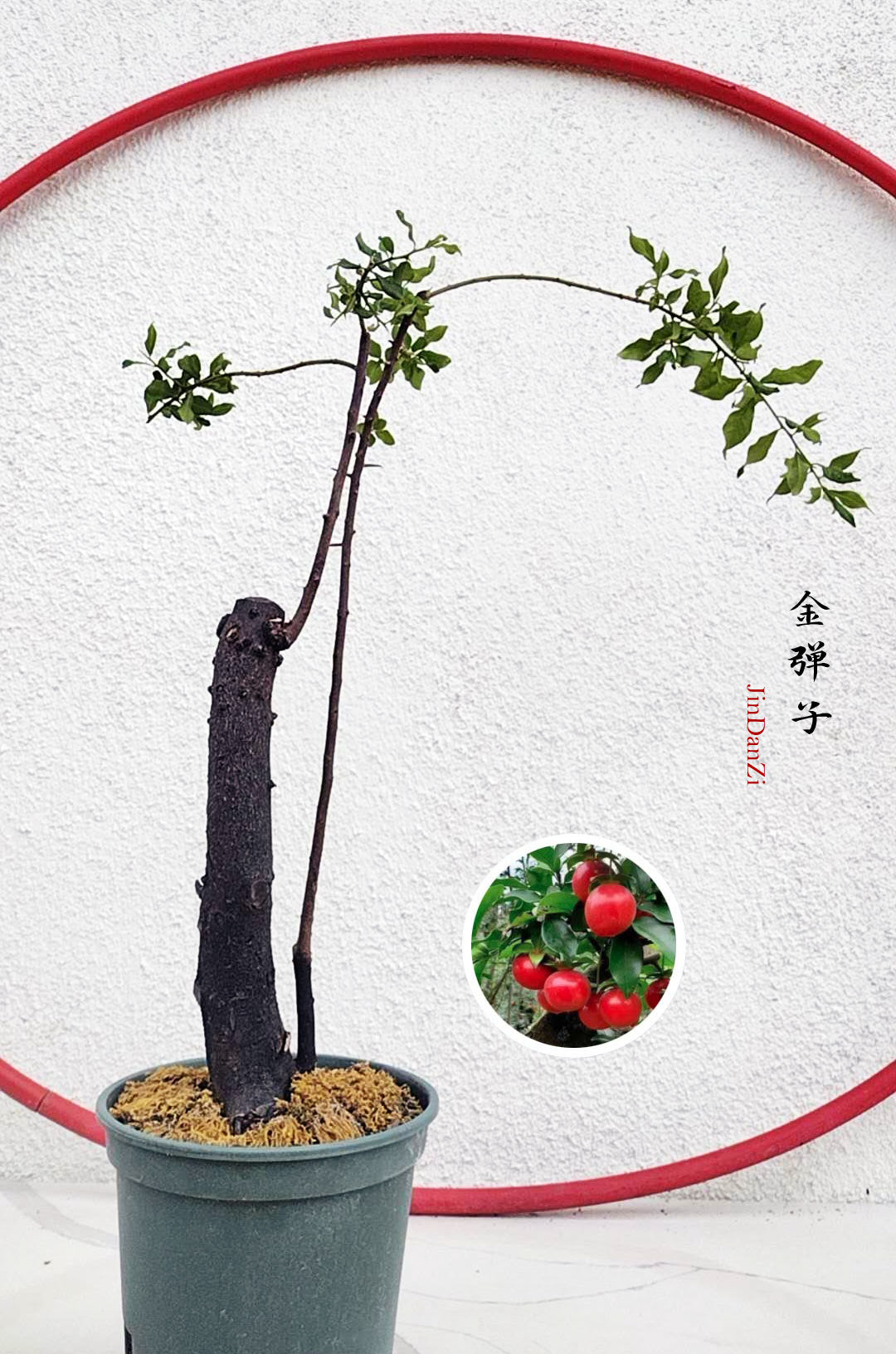 Bonsai tree