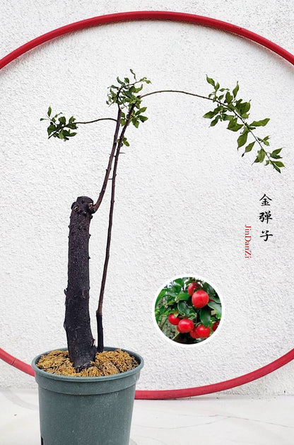 Bonsai tree