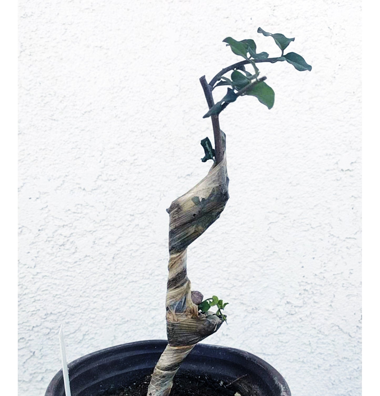 Female Diospyros armata 金弹子 evergreen JinDanZi  stump bonsai J003 without pot