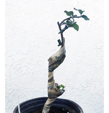 Female Diospyros armata 金弹子 evergreen JinDanZi  stump bonsai J003 without pot