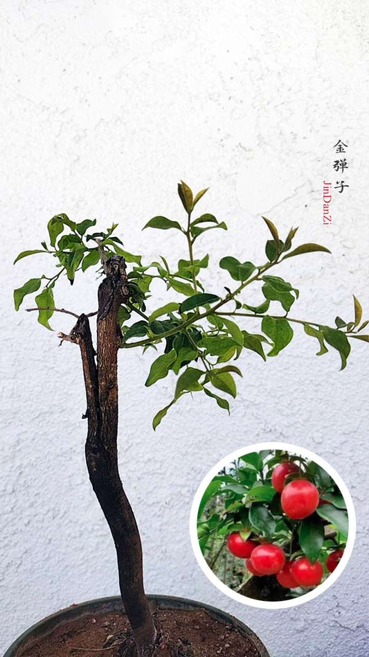 Female Diospyros armata J003 金弹子 evergreen JinDanZi  stump bonsai