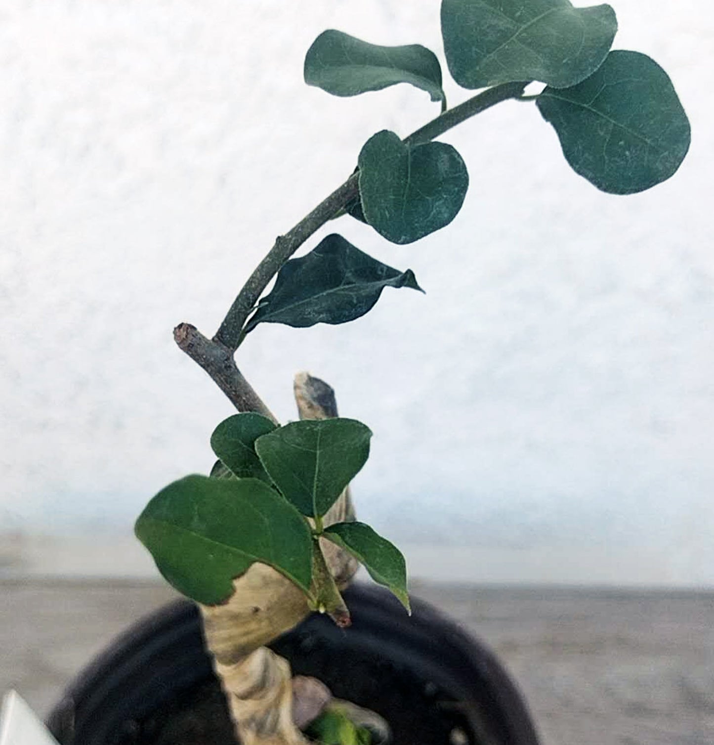 Female Diospyros armata 金弹子 evergreen JinDanZi  stump bonsai J003 without pot