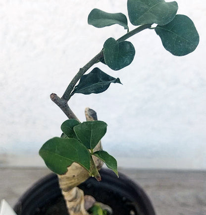 Female Diospyros armata 金弹子 evergreen JinDanZi  stump bonsai J003 without pot