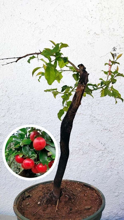 Female Diospyros armata J003 金弹子 evergreen JinDanZi  stump bonsai