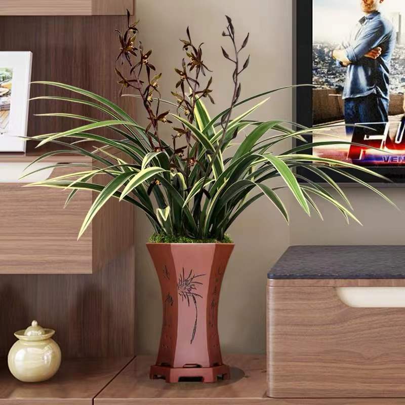 Live Orchid Plant Live Cymbidium sinense-RiXiang-日向-Bare Root with Buds