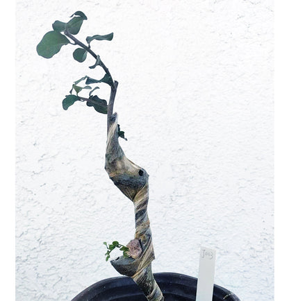 Female Diospyros armata 金弹子 evergreen JinDanZi  stump bonsai J003 without pot