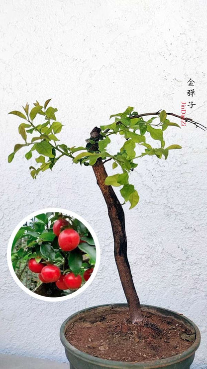 Female Diospyros armata J003 金弹子 evergreen JinDanZi  stump bonsai