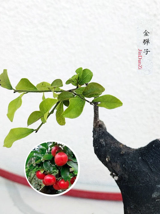 Female Diospyros armata J004 金弹子 Stump Bonsai with Pot CYMUS Cymbidium Orchids Plum Blossom Bonsai Sale