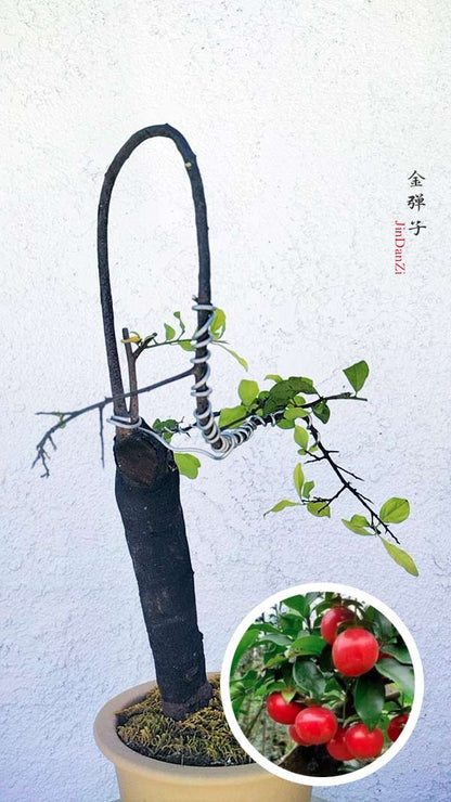 Female Diospyros armata J004 金弹子 evergreen JinDanZi  stump bonsai with pot