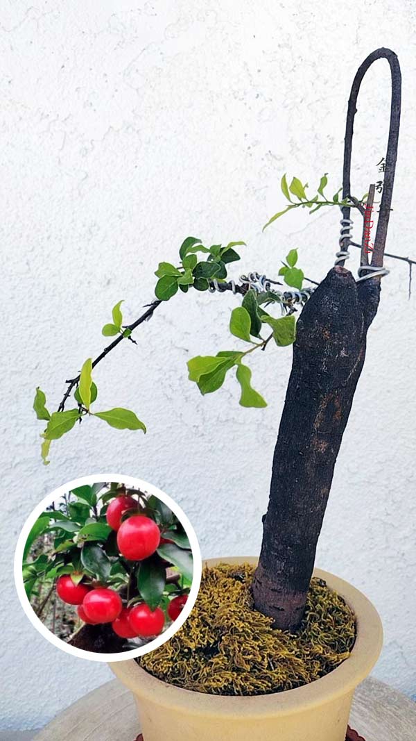 Female Diospyros armata J004 金弹子 evergreen JinDanZi  stump bonsai with pot