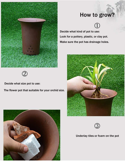Cymbidium Orchid guide