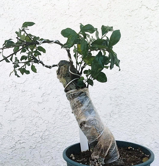 Female Diospyros armata 金弹子 evergreen JinDanZi  stump bonsai J004 without pot
