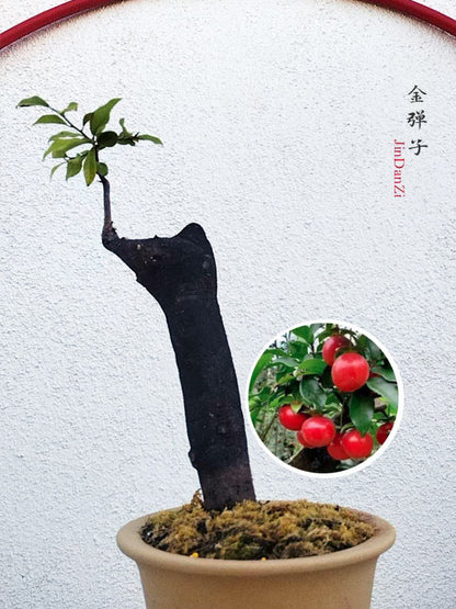 Female Diospyros armata J004 金弹子 Stump Bonsai with Pot CYMUS Cymbidium Orchids Plum Blossom Bonsai Sale