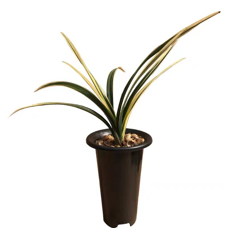 Live Orchid Plant Live Cymbidium sinense-RiXiang-日向-Bare Root with Buds