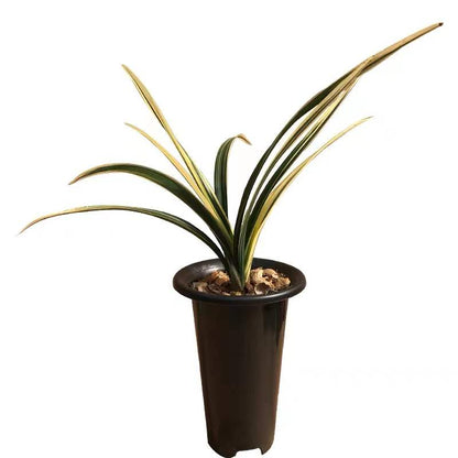Live Orchid Plant Live Cymbidium sinense-RiXiang-日向-Bare Root with Buds