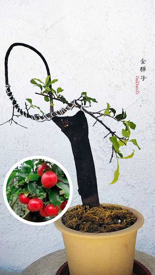 Female Diospyros armata 金弹子 evergreen JinDanZi  stump bonsai J004 with pot