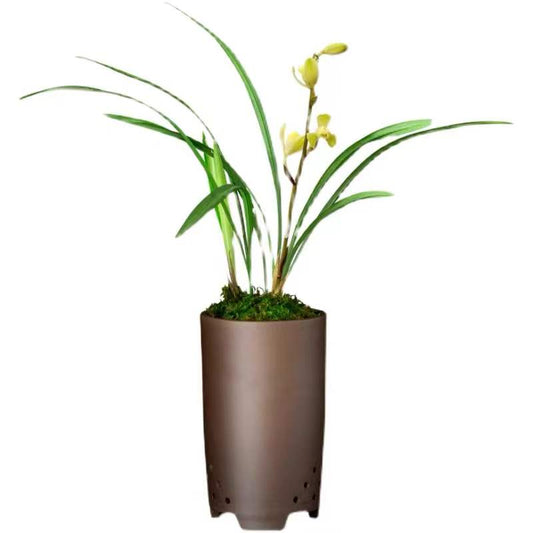 Cymbidium Ensifolium HuangGuangDeng Mei 黄光登梅 Orchids Perfect for Windowsills or Indoors-Shipped Without Flowers 建兰八大名品之一