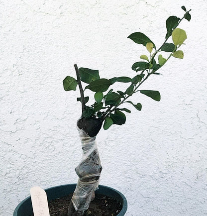 Female Diospyros armata 金弹子 evergreen JinDanZi  stump bonsai J005 without pot