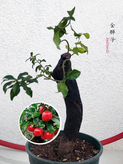 Female Diospyros armata J005 金弹子 Fruiting Bonsai Tree Evergreen JinDanZi Stump Bonsai CYMUS Cymbidium Orchids Plum Blossom Bonsai Sale
