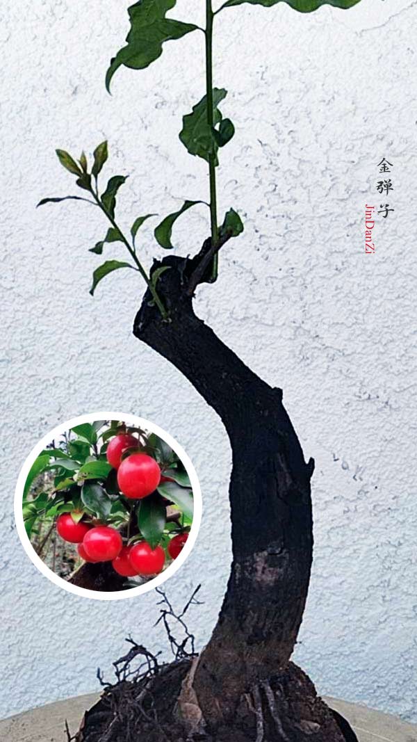 Female Diospyros armata J005 金弹子 evergreen JinDanZi  stump bonsai