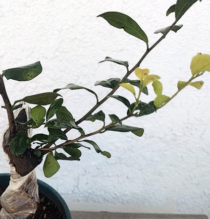 Female Diospyros armata 金弹子 evergreen JinDanZi  stump bonsai J005 without pot