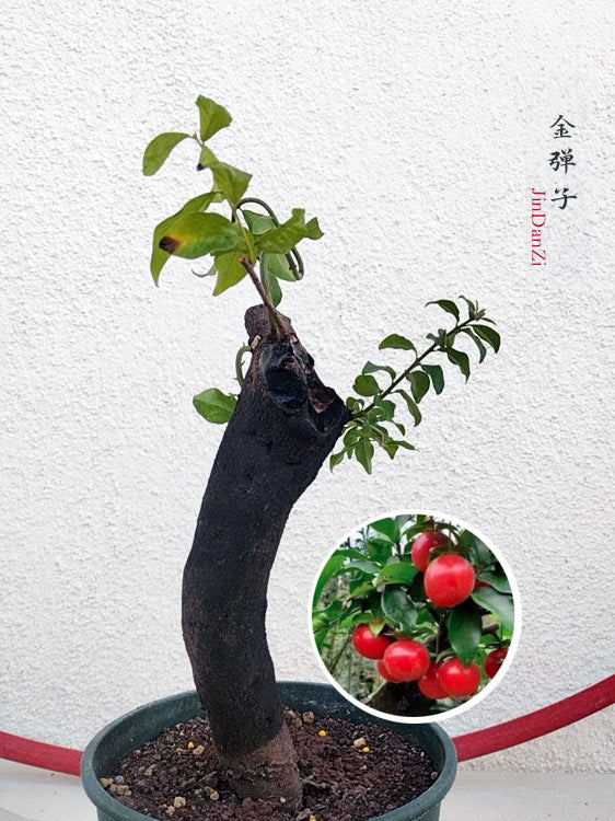 Female Diospyros armata J005 金弹子 Fruiting Bonsai Tree Evergreen JinDanZi Stump Bonsai CYMUS Cymbidium Orchids Plum Blossom Bonsai Sale