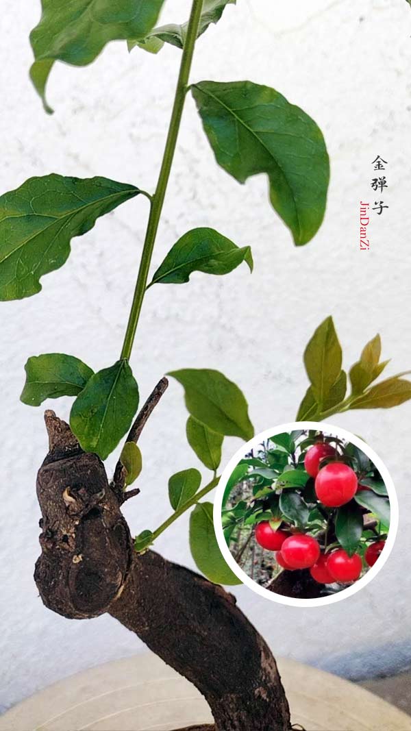 Female Diospyros armata J005 金弹子 evergreen JinDanZi  stump bonsai