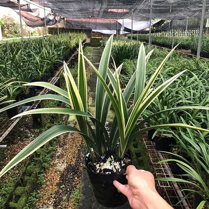 Live Orchid Plant Live Cymbidium sinense-RiXiang-日向-Bare Root with Buds