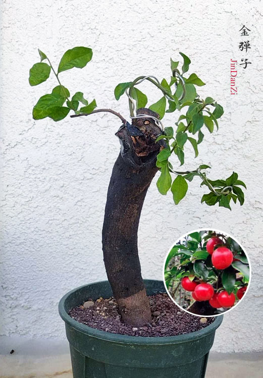 Female Diospyros armata J005 金弹子 Fruiting Bonsai Tree Evergreen JinDanZi Stump Bonsai CYMUS Cymbidium Orchids Plum Blossom Bonsai Sale