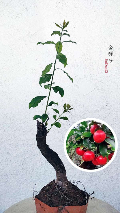 Female Diospyros armata J005 金弹子 evergreen JinDanZi  stump bonsai