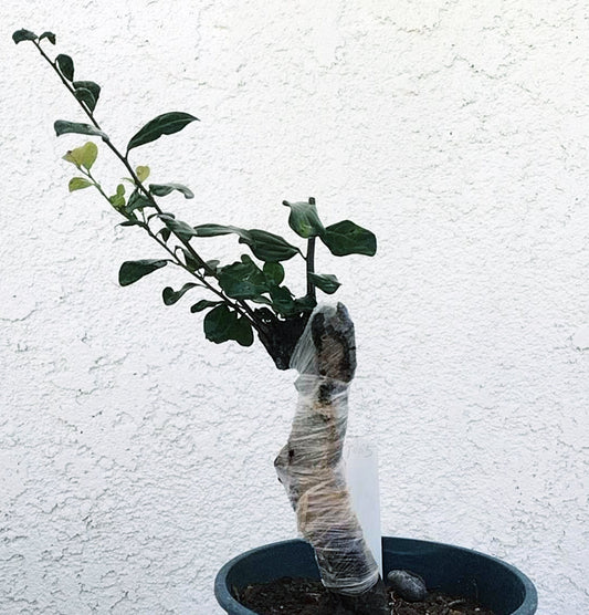 Female Diospyros armata 金弹子 evergreen JinDanZi  stump bonsai J005 without pot