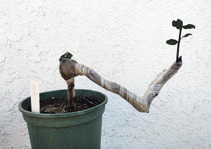 Female Diospyros armata 金弹子 evergreen JinDanZi  stump bonsai J006 without pot