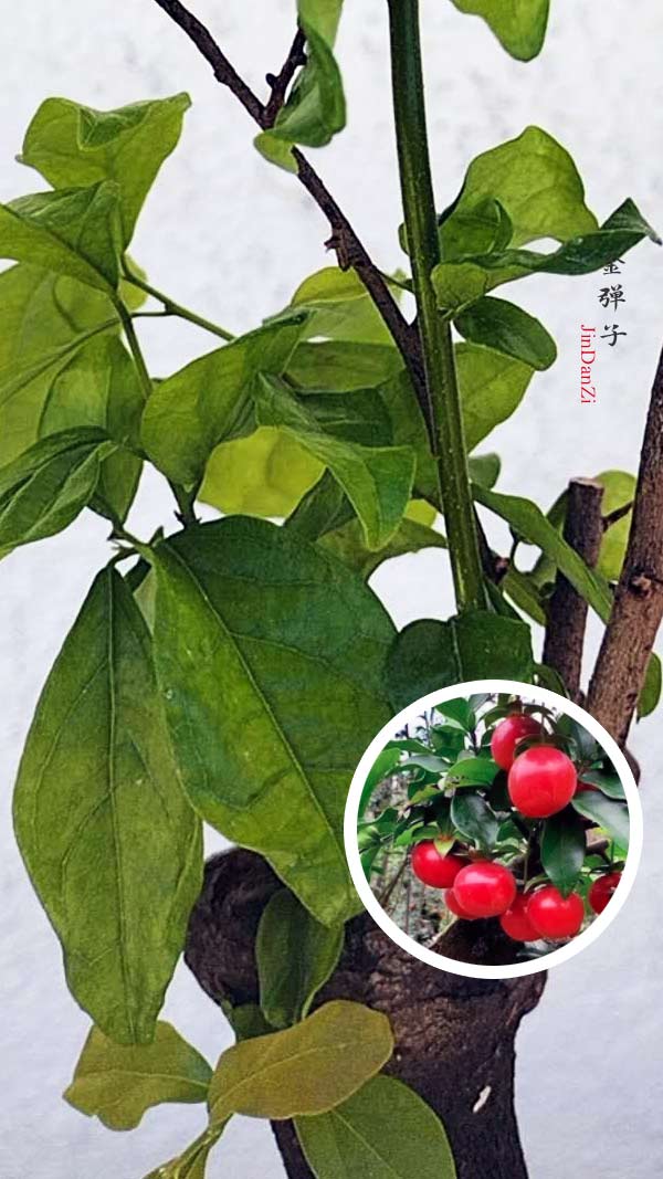 Female Diospyros armata J006 金弹子 evergreen JinDanZi  stump bonsai