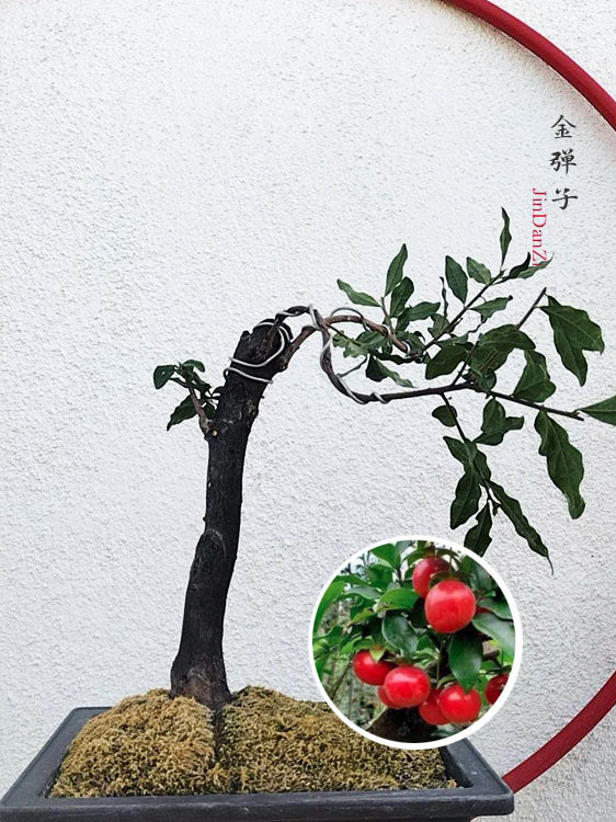Female Diospyros armata J006 Fruiting Bonsai Tree Stump | Gold Ball Persimmon CYMUS Cymbidium Orchids Plum Blossom Bonsai Sale