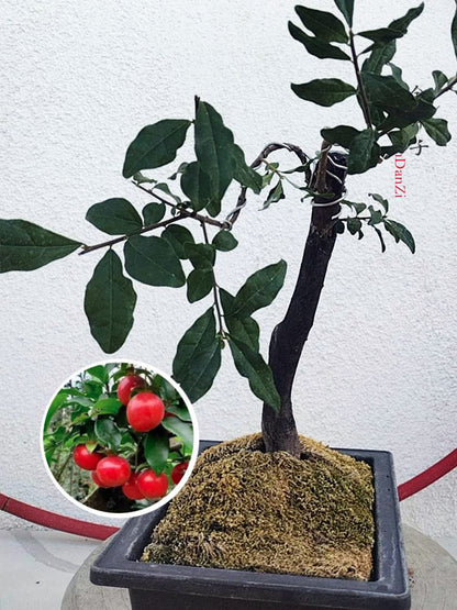 Female Diospyros armata J006 Fruiting Bonsai Tree Stump | Gold Ball Persimmon CYMUS Cymbidium Orchids Plum Blossom Bonsai Sale