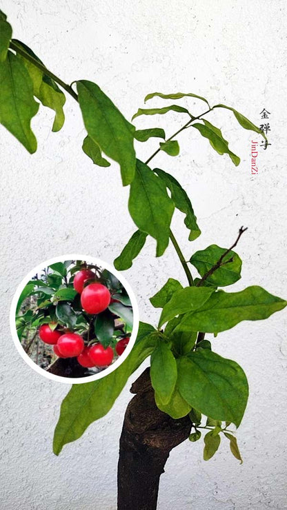 Female Diospyros armata J006 金弹子 evergreen JinDanZi  stump bonsai