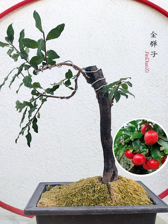 Female Diospyros armata J006 Fruiting Bonsai Tree Stump | Gold Ball Persimmon CYMUS Cymbidium Orchids Plum Blossom Bonsai Sale