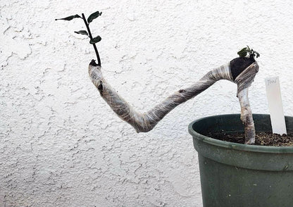 Female Diospyros armata 金弹子 evergreen JinDanZi  stump bonsai J006 without pot