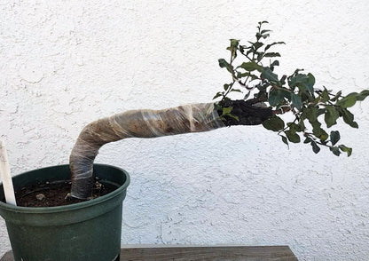 Female Diospyros armata 金弹子 evergreen JinDanZi  stump bonsai J007 without pot