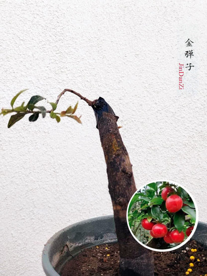 Female Diospyros armata J007 金弹子 evergreen JinDanZi  stump bonsai CYMUS Cymbidium Orchids Plum Blossom Bonsai Sale