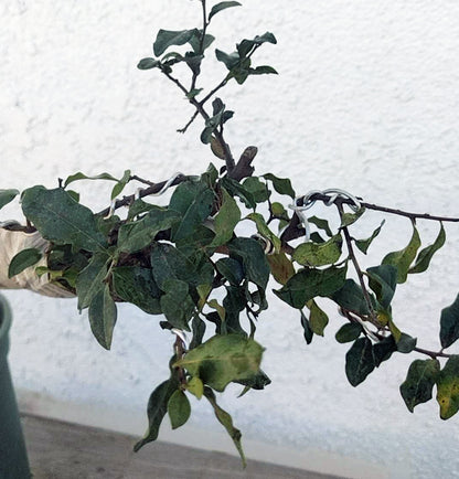 Female Diospyros armata 金弹子 evergreen JinDanZi  stump bonsai J007 without pot