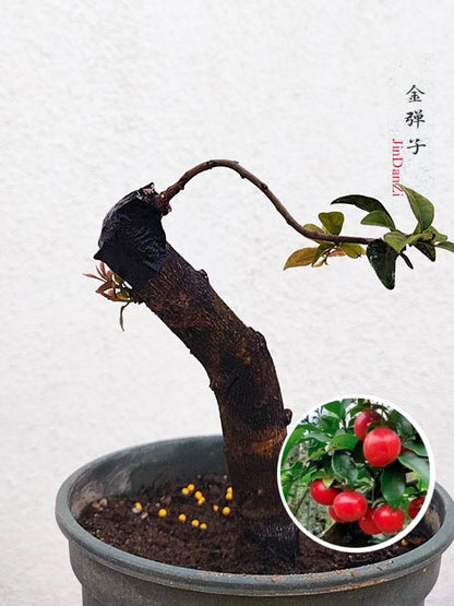 Female Diospyros armata J007 金弹子 evergreen JinDanZi  stump bonsai CYMUS Cymbidium Orchids Plum Blossom Bonsai Sale