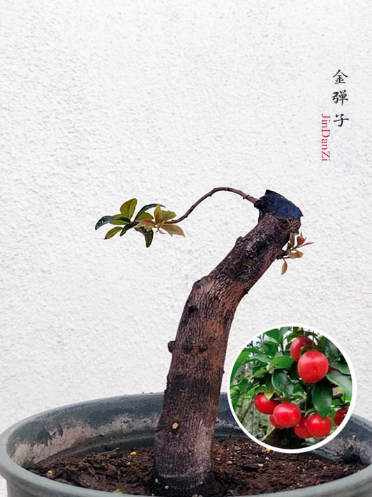 Female Diospyros armata J007 金弹子 evergreen JinDanZi  stump bonsai CYMUS Cymbidium Orchids Plum Blossom Bonsai Sale
