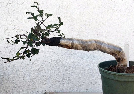 Female Diospyros armata 金弹子 evergreen JinDanZi  stump bonsai J007 without pot