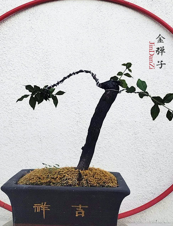 Female Diospyros armata J011 | Stump Bonsai with Purple sand pot CYMUS Cymbidium Orchids Plum Blossom Bonsai Sale