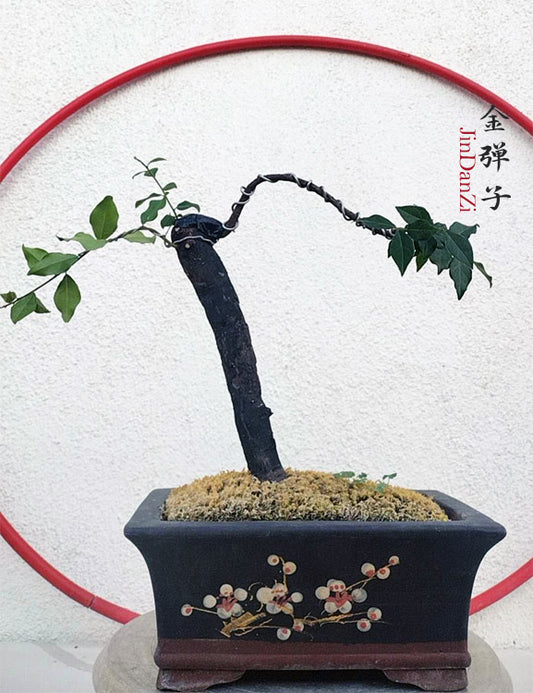 Female Diospyros armata J011 | Stump Bonsai with Purple sand pot CYMUS Cymbidium Orchids Plum Blossom Bonsai Sale