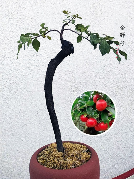 Bonsai Golden Persimmon 金弹子 文人 style evergreen bonsai with purple sand pot CYMUS Nurery