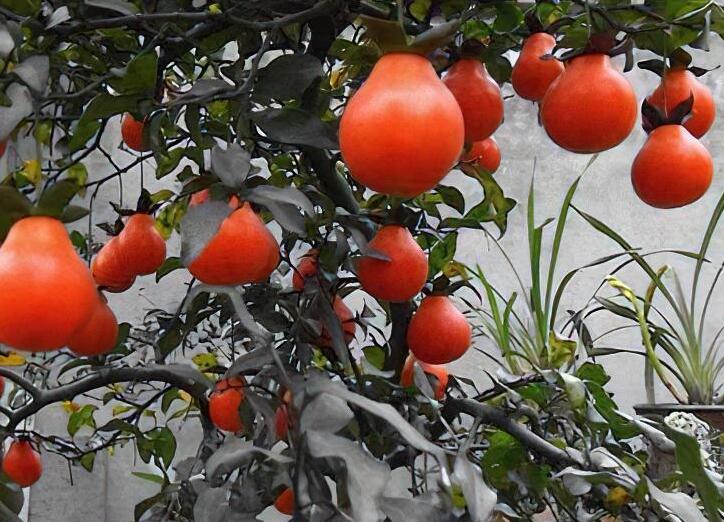 Jindanzi (Diospyros cathayensis) - Golden Fruit Olive 金弹子 bonsai 盆景桩 12inch tall