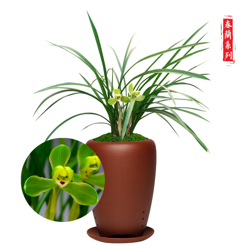 Cymbidium Orchid Goeringii HeShenMei 贺神梅 Bare Root 春兰老八种之一 CYMUS Nursery